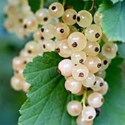 White Gooseberry Seeds – Heirloom, Non-GMO, High Germination Organic Garden Seeds