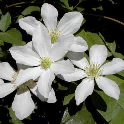 white clematis flower seeds
