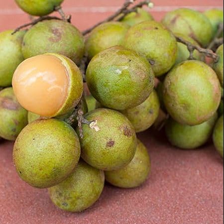 Green Mamoncillo Seeds – Heirloom, Non-GMO, High Germination Organic Garden Seeds