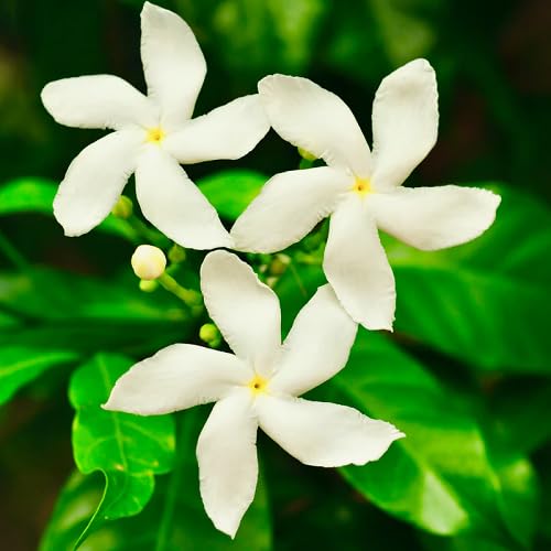 White Tabernaemontana Flower Seeds – Heirloom, Non-GMO, High Germination Organic Garden Seeds for Planting