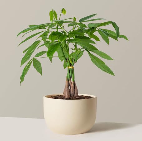 green money flower seeds