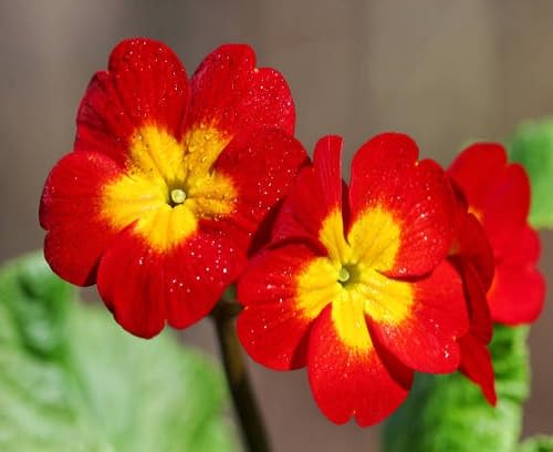 Red Primula Flower Seeds Heirloom Non-GMO High Germination Organic Garden Seeds for Planting