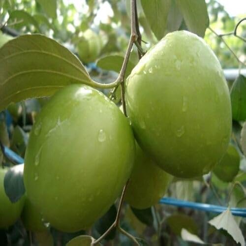 Jujube Seeds Green – Heirloom, Non-GMO, High Germination Organic Garden Seeds