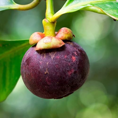 Maroon Mangosteen Seeds – Heirloom, Non-GMO, High Germination Organic Garden Seeds