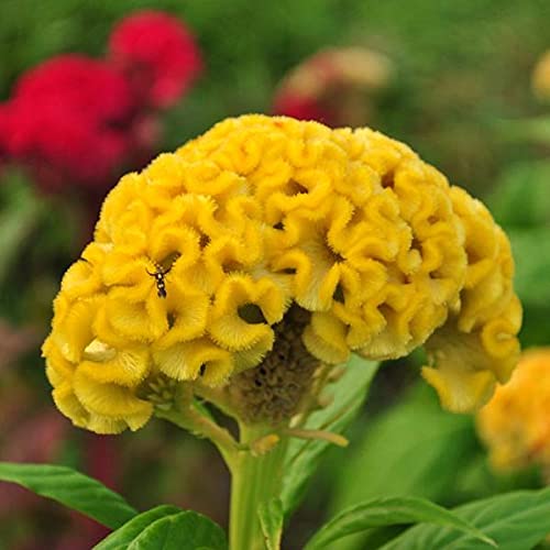 Celosia Flower Seeds Yellow for Planting – Heirloom Non-GMO High Germination Seeds