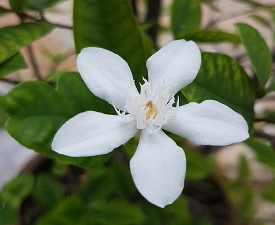 White Wrightia Flower Seeds Heirloom Non-GMO High Germination Organic Garden Seeds