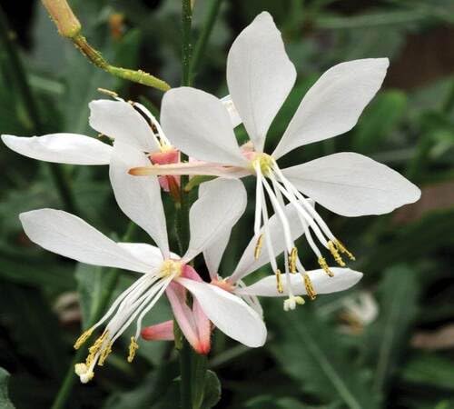 White Lindheimeri Flower Seeds Heirloom Non-GMO High Germination Organic Garden Seeds for Planting