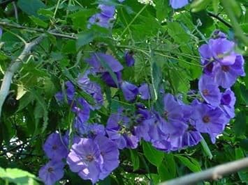 striatumflowerblueheirloomnongmo flower seeds