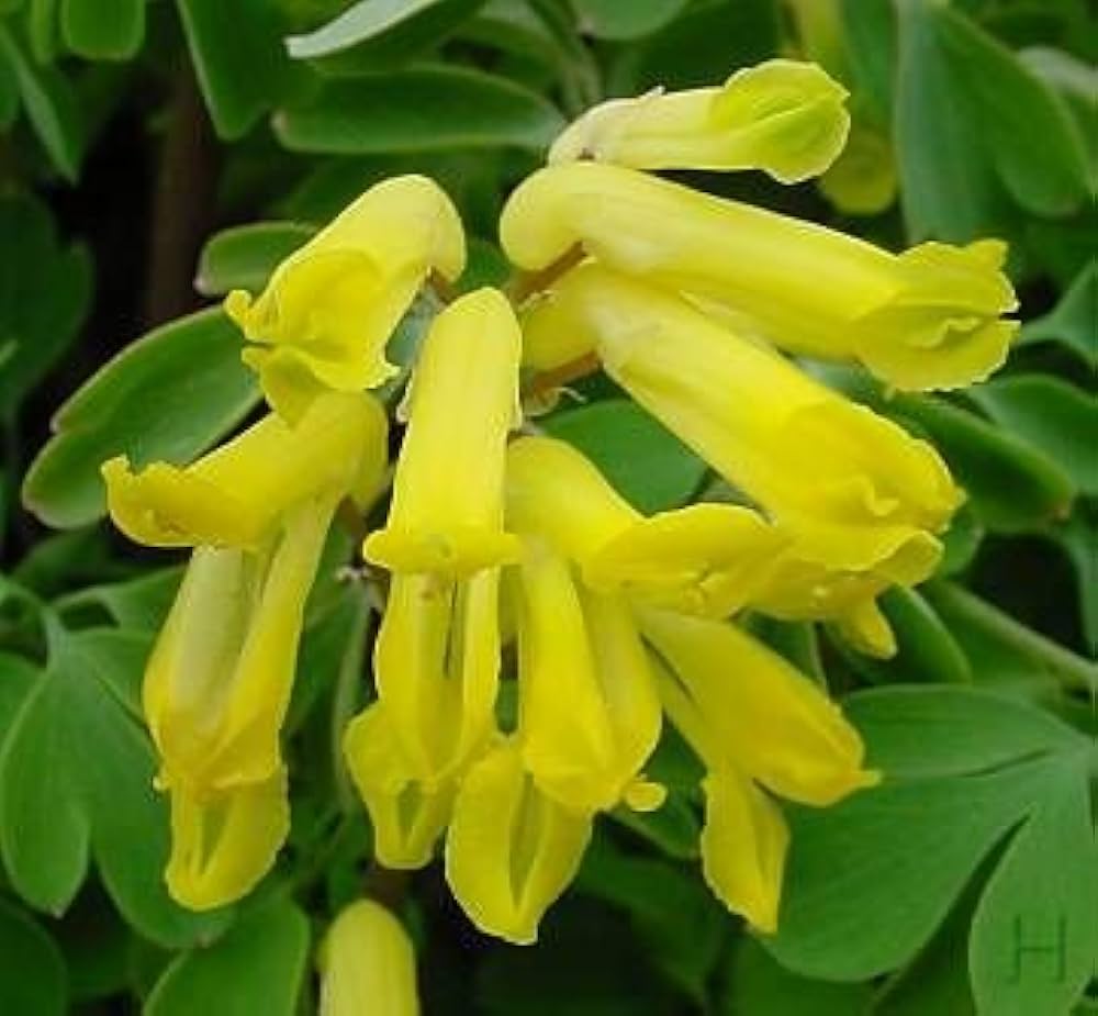 corydalis corydalis flower seeds