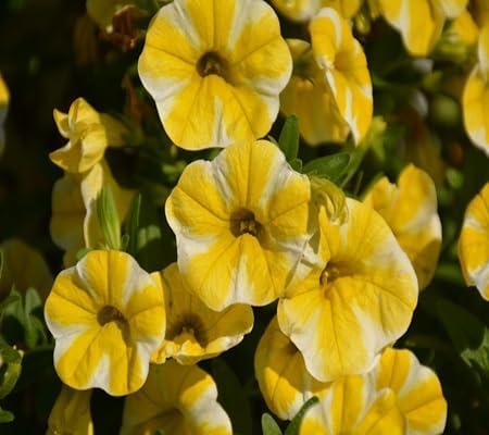 calibrachoa flower flower seeds