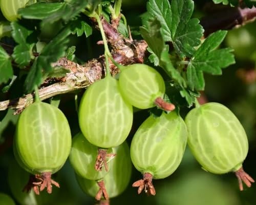 Gooseberry Seeds Green – Heirloom, Non-GMO, High Germination Organic Garden Seeds
