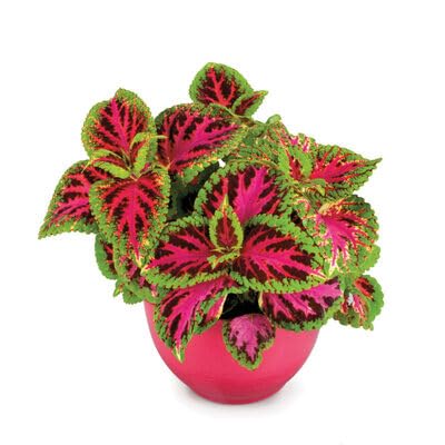 Pink Coleus Flower Seeds for Planting – Heirloom Non-GMO High Germination Organic Garden Seeds