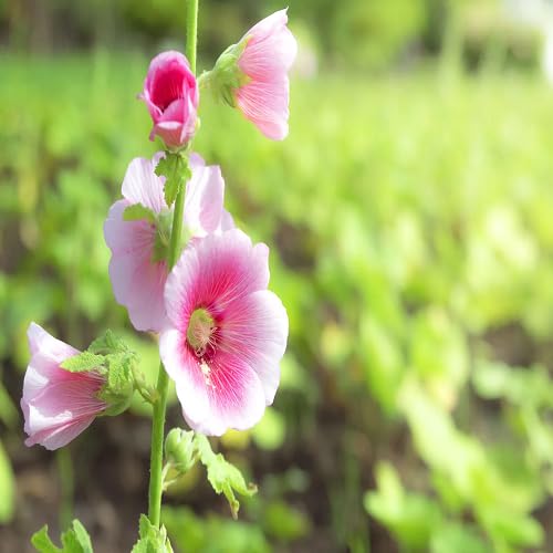 Hollyhock Flower Seeds – Heirloom, Non-GMO, High Germination Organic Garden Seeds for Planting