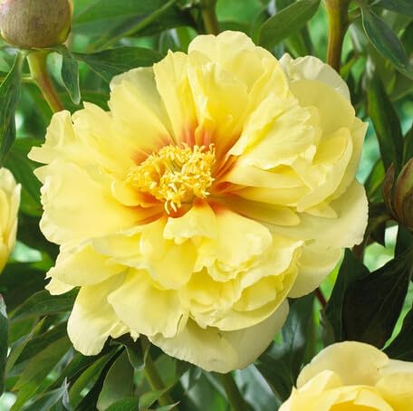 yellow peony flower seeds