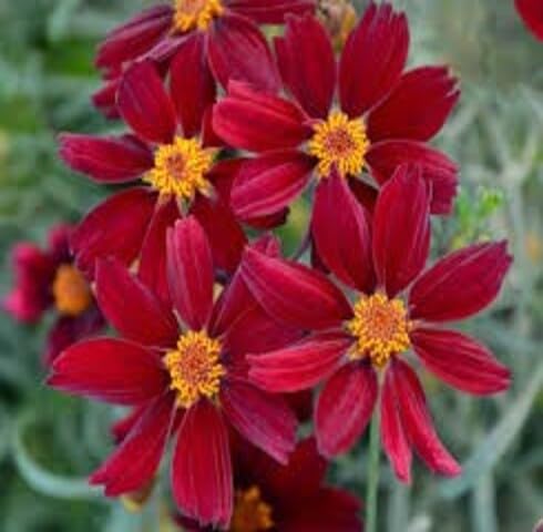 Red Coreopsis Flower Seeds – Heirloom, Non-GMO, High Germination Organic Garden Seeds for Planting