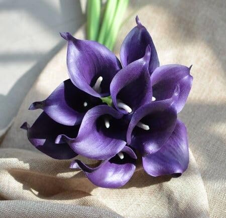 voilet callalily flower seeds