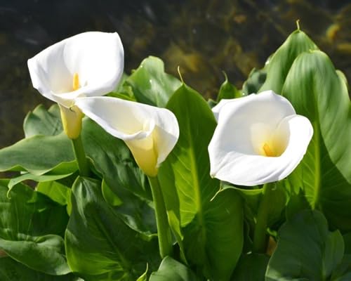 White Callalily Flower Seeds Heirloom Non-GMO High Germination Organic Garden Seeds