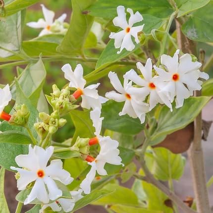 harsingar flower flower seeds