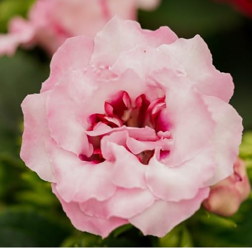 pink gloxina flower seeds