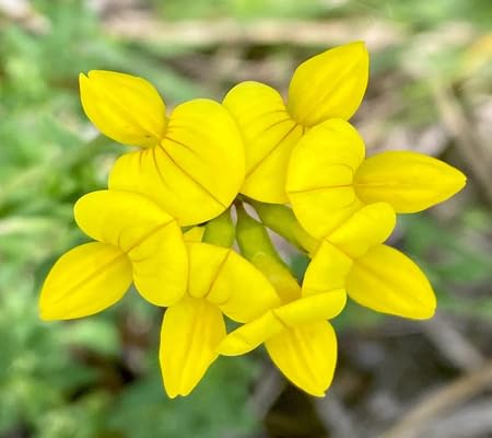 Semillas de Trébol de Jardín – Variedad Antigua, No-GMO, Alta Germinación, Semillas Orgánicas