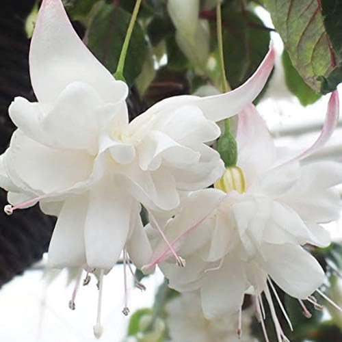 white fuchsia flower seeds