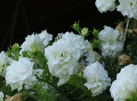 white petunia flower heirloom non-gmo seeds