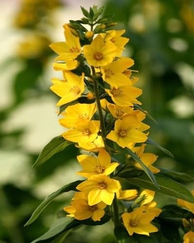 Yellow Delphinium Flower Seeds for Planting – Heirloom, Non-GMO, High Germination