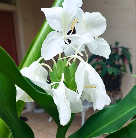 White Hedychium Coronarium Flower Seeds Heirloom Non-GMO High Germination Organic Garden Seeds for Planting
