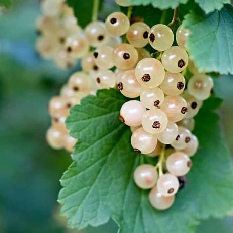 White Currant Seeds – Heirloom, Non-GMO, High Germination Organic Garden Seeds