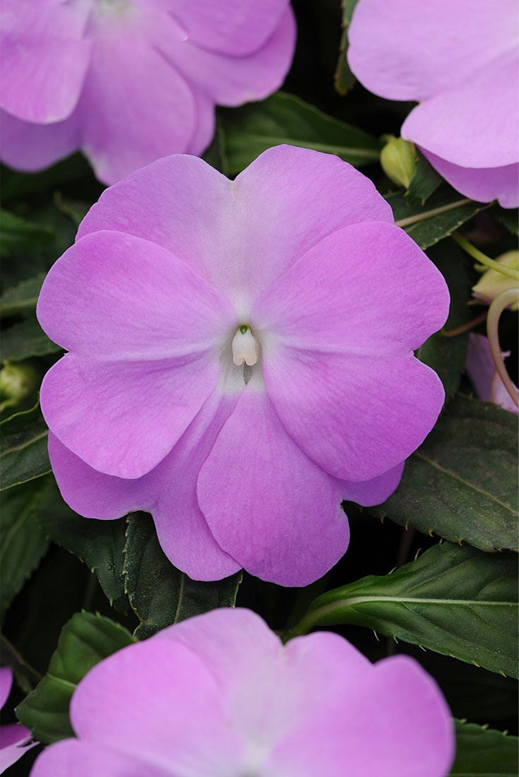 Semillas de flor de impatiens lavanda – Herencia, no transgénicas, alta germinación
