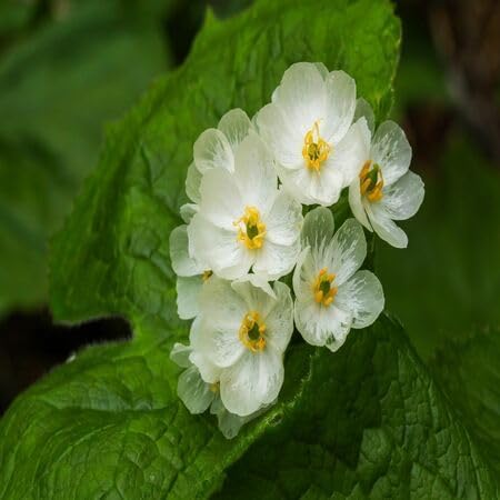 Skeleton Flowers Seeds for Planting – Heirloom, Non-GMO, High Germination Organic Garden Seeds