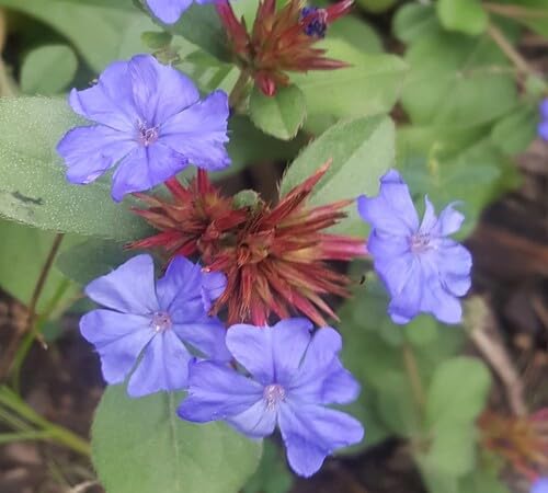 Purple Ceratostigma Plumbaginoides Flower Seeds – Heirloom, Non-GMO, High Germination Organic Garden Seeds for Planting