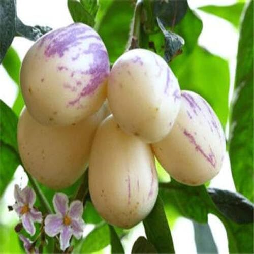 Purple Ginseng Melon Seeds – Heirloom, Non-GMO, High Germination Organic Garden Seeds