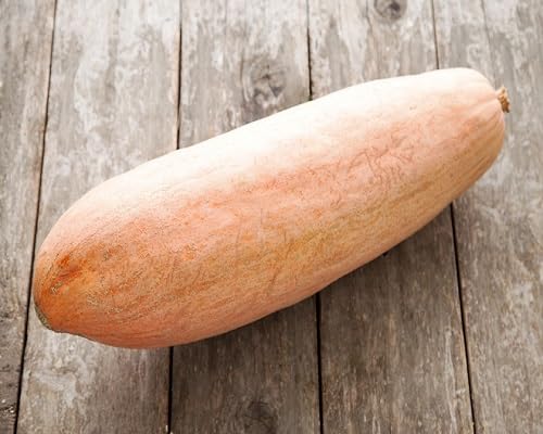 Squash Seeds – Heirloom, Non-GMO, High Germination Organic Garden Seeds Planting