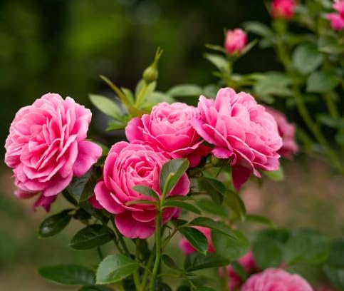 Pink Rose Flower Seeds for Planting – Heirloom Non-GMO High Germination Organic Garden Seeds