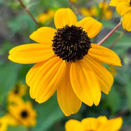 Yellow Rudbeckia Flower Seeds for Planting – Heirloom, Non-GMO, High Germination Organic Garden Seeds