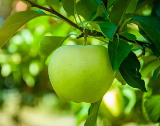 Green Apple Seeds – Heirloom, Non-GMO, High Germination Organic Garden Seeds