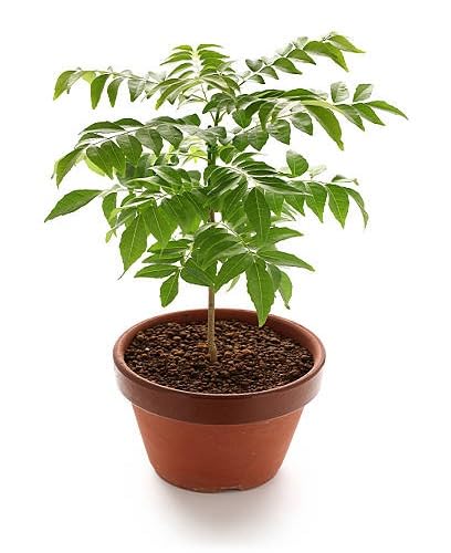 Curry Leaf Green Seeds – Heirloom, Non-GMO, High Germination Organic Garden Seeds Planting