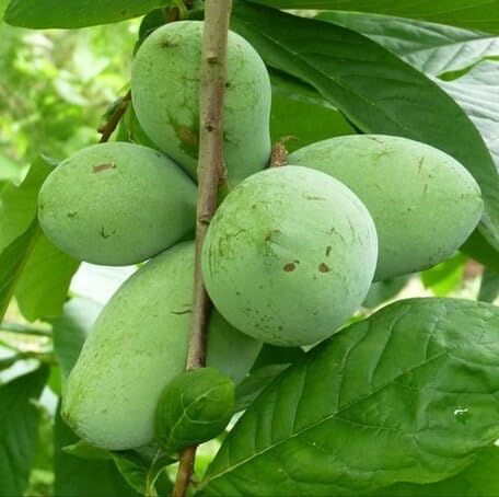 Asimina Triloba Seeds – Heirloom, Non-GMO, High Germination Organic Garden Seeds
