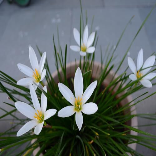White Zephyranthes Flower Seeds – Heirloom Non-GMO High Germination Organic Garden Seeds