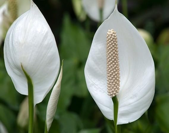 Spathiphyllum Flower Seeds – Heirloom, Non-GMO, High Germination Organic Garden Seeds