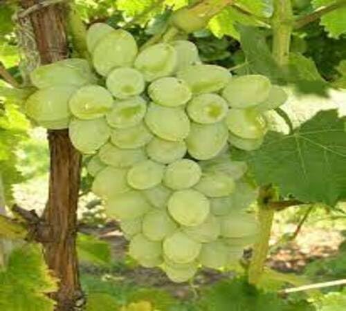 Grapes Seeds Green – Heirloom, Non-GMO, High Germination Organic Garden Seeds