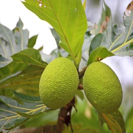 Green Breadfruit Seeds – Heirloom, Non-GMO, High Germination Organic Garden Seeds