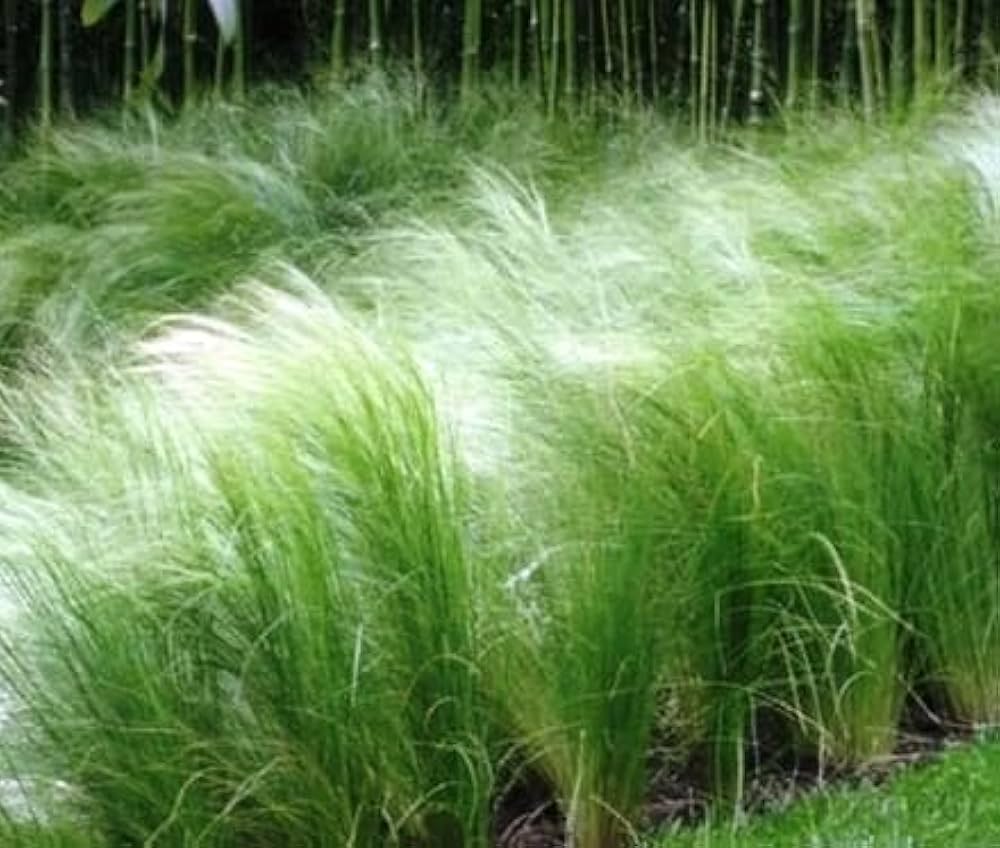 mexican feather flower seeds