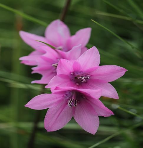 Dierama Flower Seeds – Heirloom, Non-GMO, High Germination Organic Garden Seeds for Planting