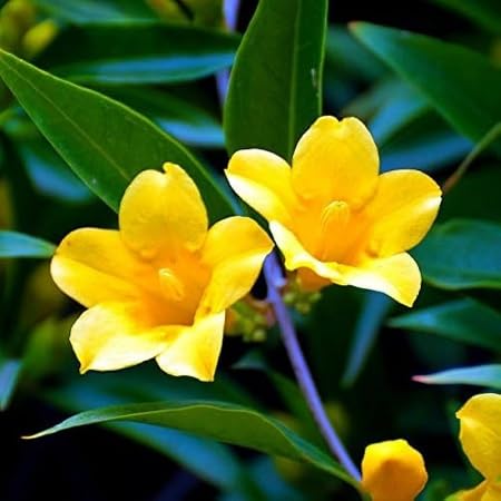 Yellow Jasmine Flower Seeds – Heirloom Non-GMO High Germination Seeds