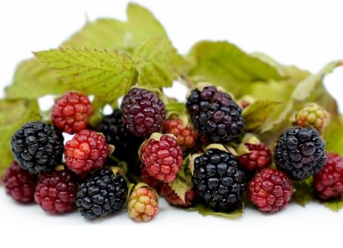 Loganberry Seeds for Planting – Heirloom Non-GMO High Germination Organic Garden Seeds