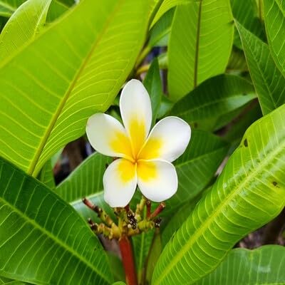 Plumeria Flower Seeds Green White – Heirloom, Non-GMO, High Germination Organic Garden Seeds for Planting Seeds for Planting