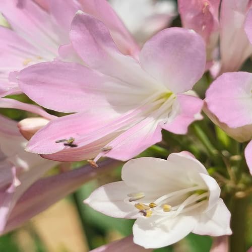 Pink Agapanthus Flower Seeds for Planting – Heirloom, Non-GMO, High Germination Organic Garden Seeds