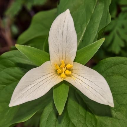 White Trilium Flower Seeds – Heirloom, Non-GMO, High Germination Organic Garden Seeds for Planting